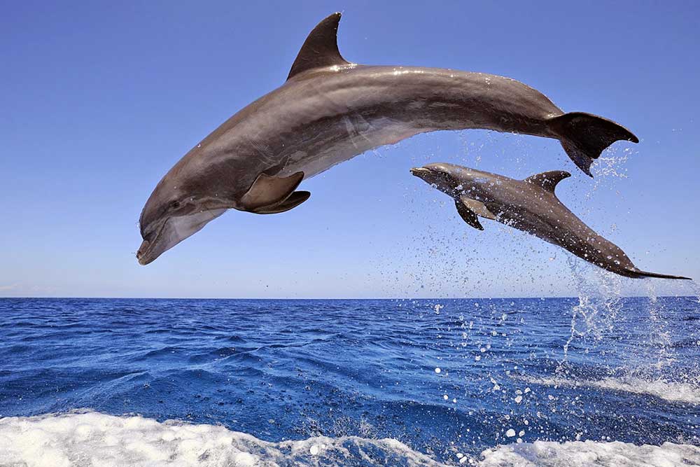 Dolphin House Snorkelling Cruise